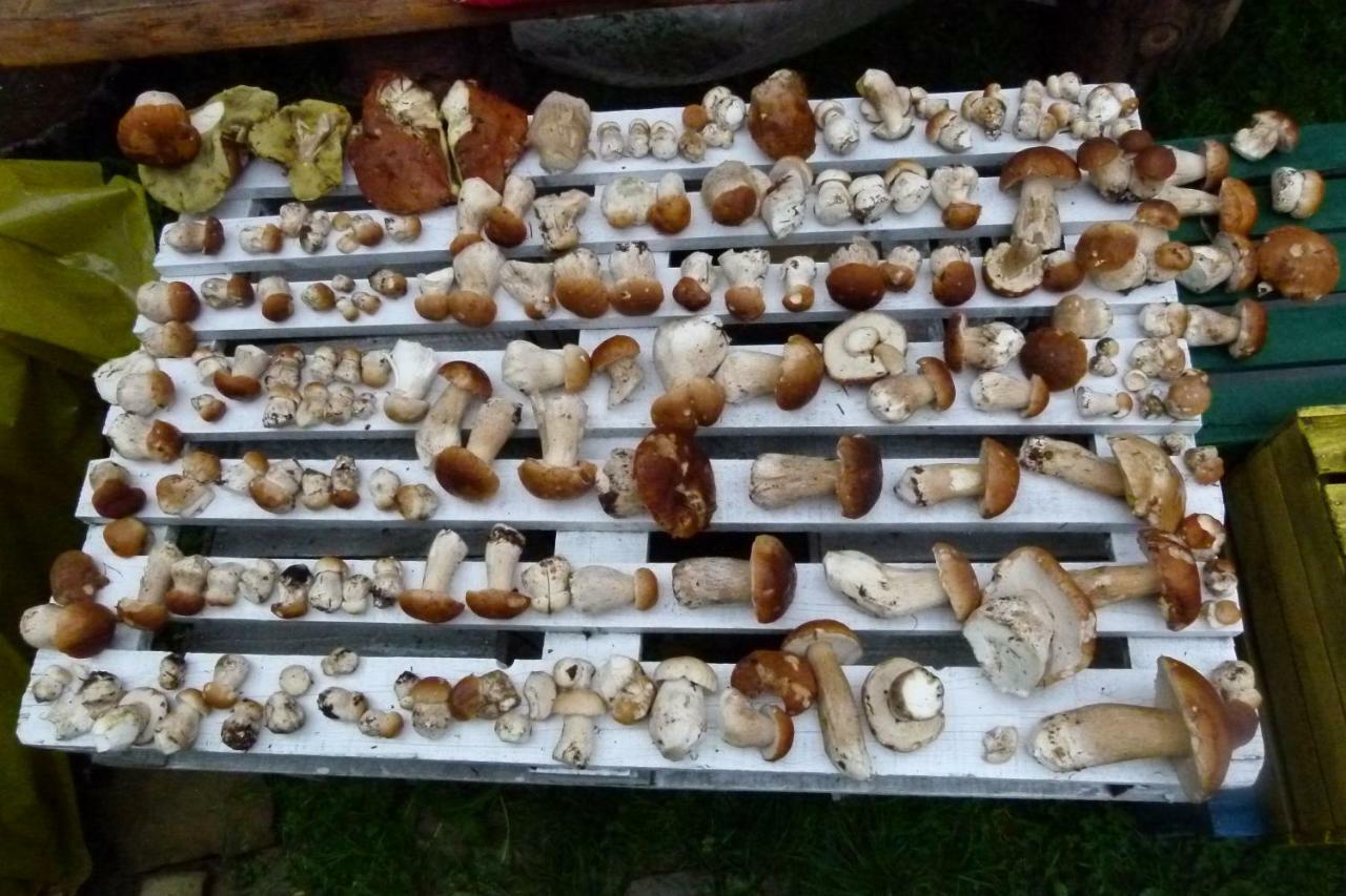 Agroturystyka U Psotki Kuzmina エクステリア 写真