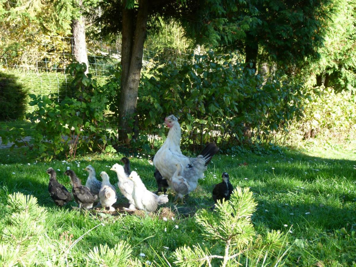 Agroturystyka U Psotki Kuzmina エクステリア 写真